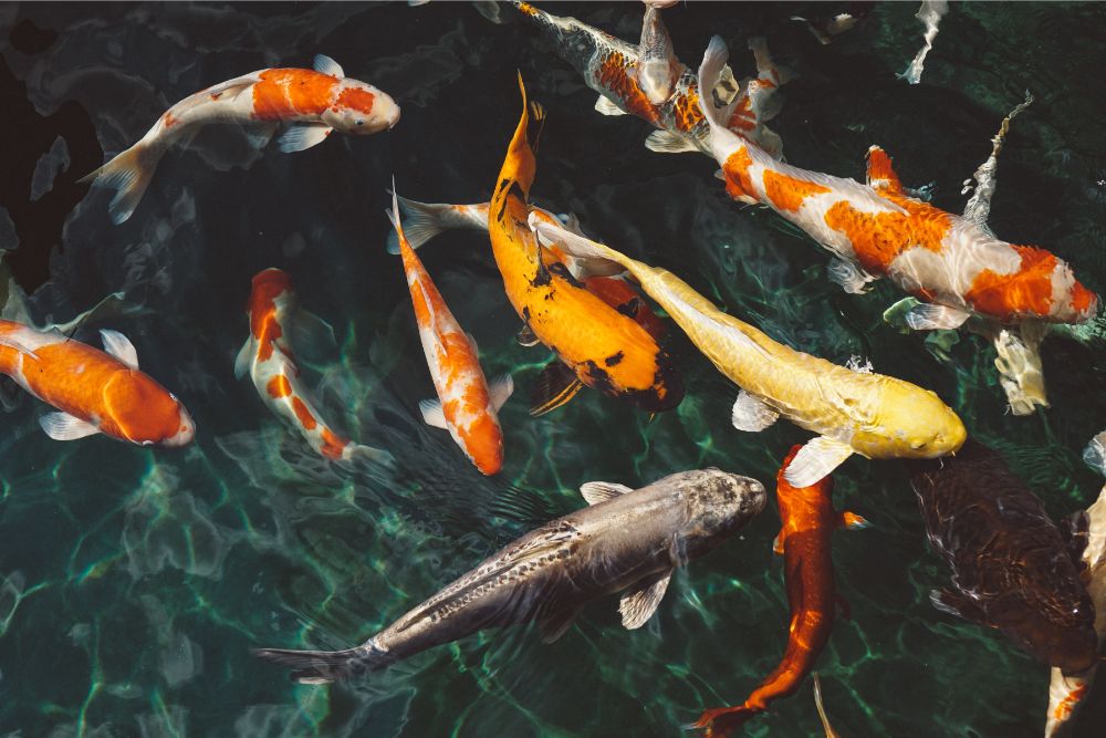 The Old Fishmonger