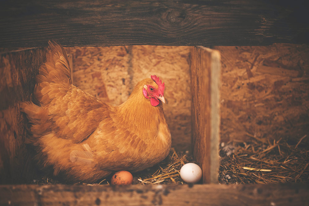 The Landlord who Chose to Eat Vegetables over Chicken  