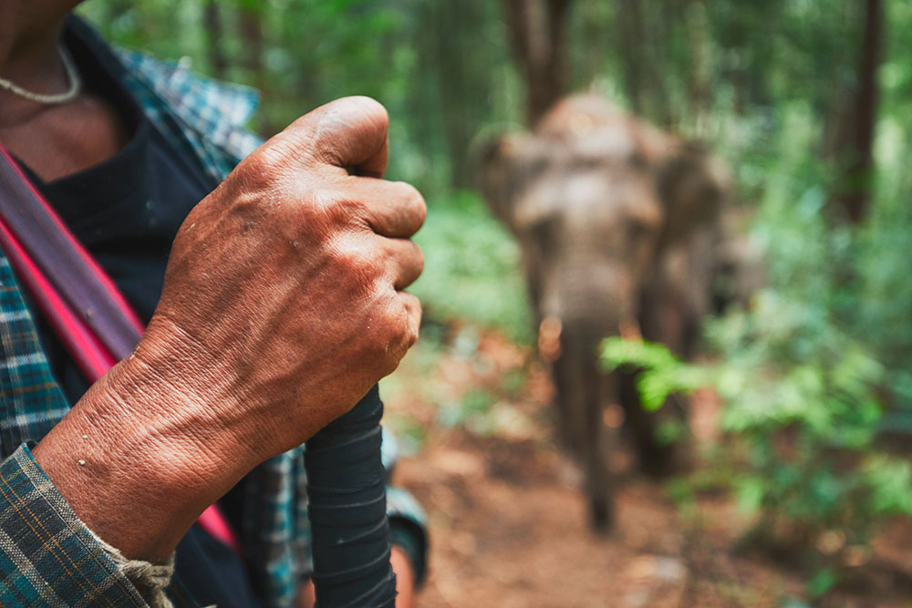 An Elephant Saves a Poor Man