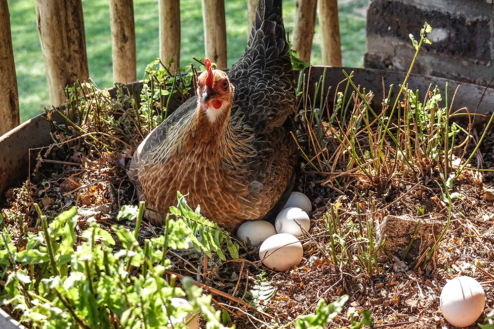 What came first, the chicken, or the egg?
