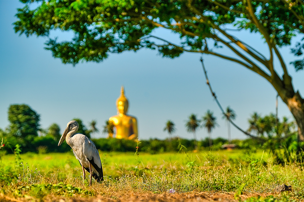 The Buddha’s Shadow