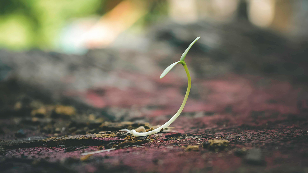 Seeds of Kindness