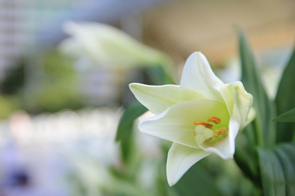 SG20130512 GNA LGC 0471000x667